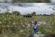 沙漠蝗虫图片，沙漠蝗虫