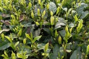 山东日照绿茶怎么样，山东日照绿茶