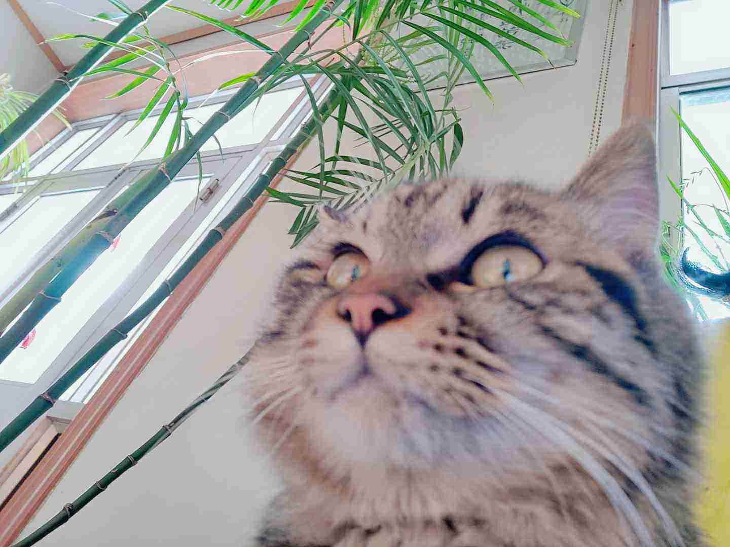 好巧不巧什么意思解释一下，好巧不巧什么意思