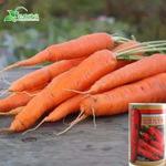 红芯hx500,红芯 红芯hx500,红芯