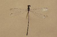 横脉是什么意思，横脉