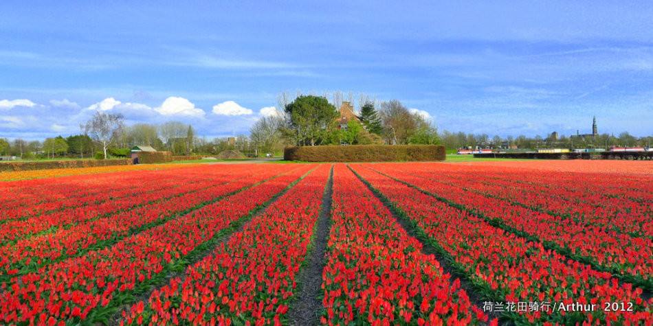 荷兰郁金香事件带来的启示,荷兰郁金香事件 荷兰郁金香事件带来的启示,荷兰郁金香事件