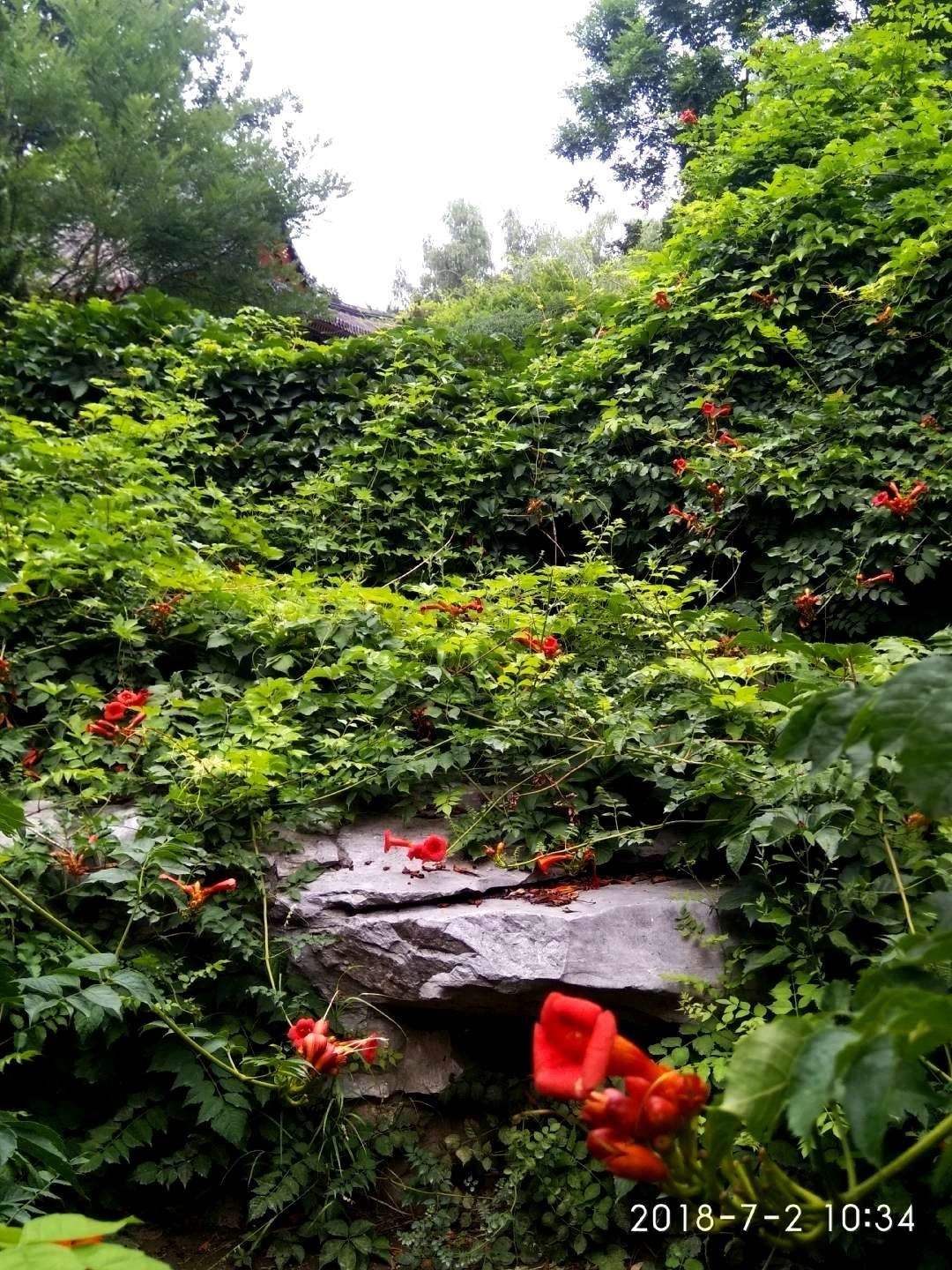 后花庭视频，后花庭