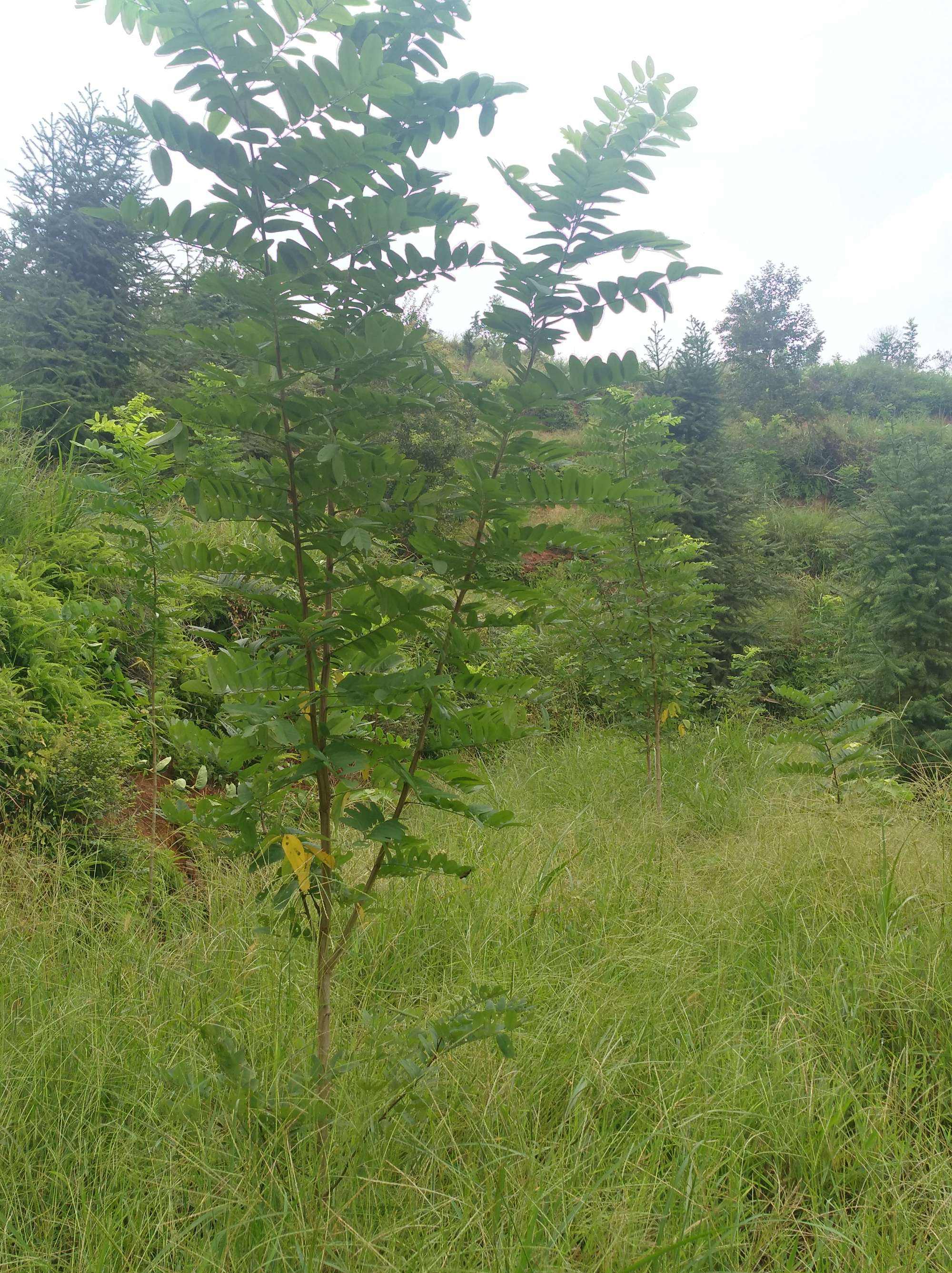 泓森槐树苗，泓森槐