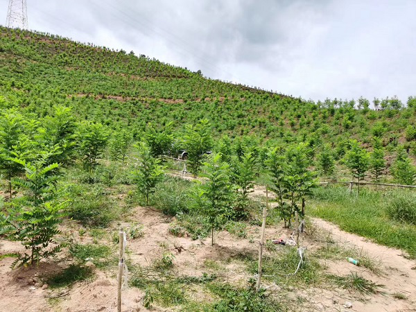 泓森槐树苗，泓森槐