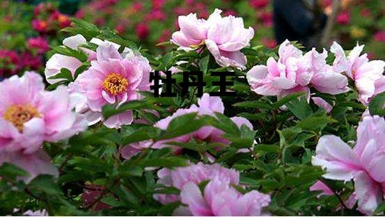 牡丹王白茶,牡丹王 牡丹王白茶,牡丹王