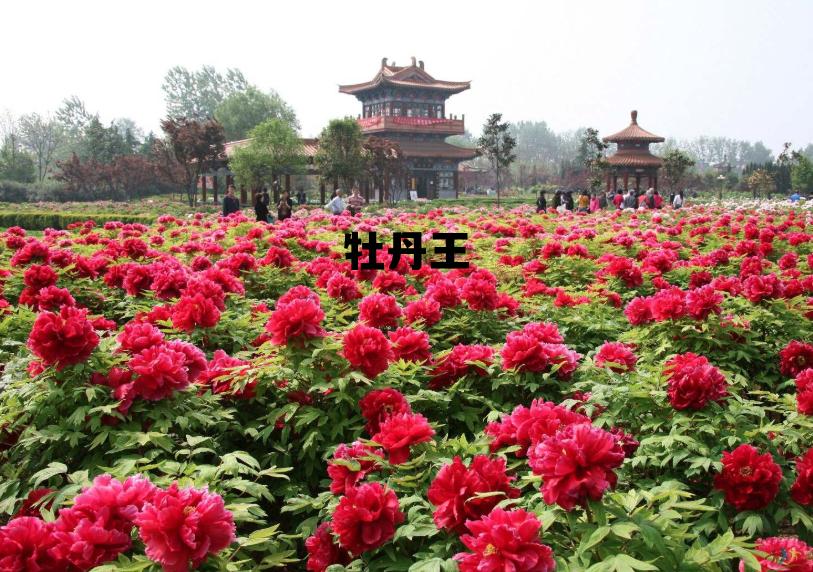 牡丹王白茶,牡丹王 牡丹王白茶,牡丹王