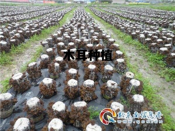 木耳种植需要什么条件，木耳种植