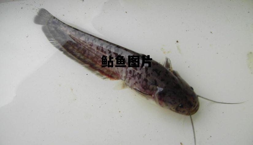 鲇鱼图片大全大图高清，鲇鱼图片