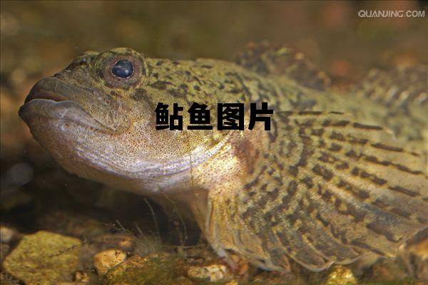 鲇鱼图片大全大图高清，鲇鱼图片