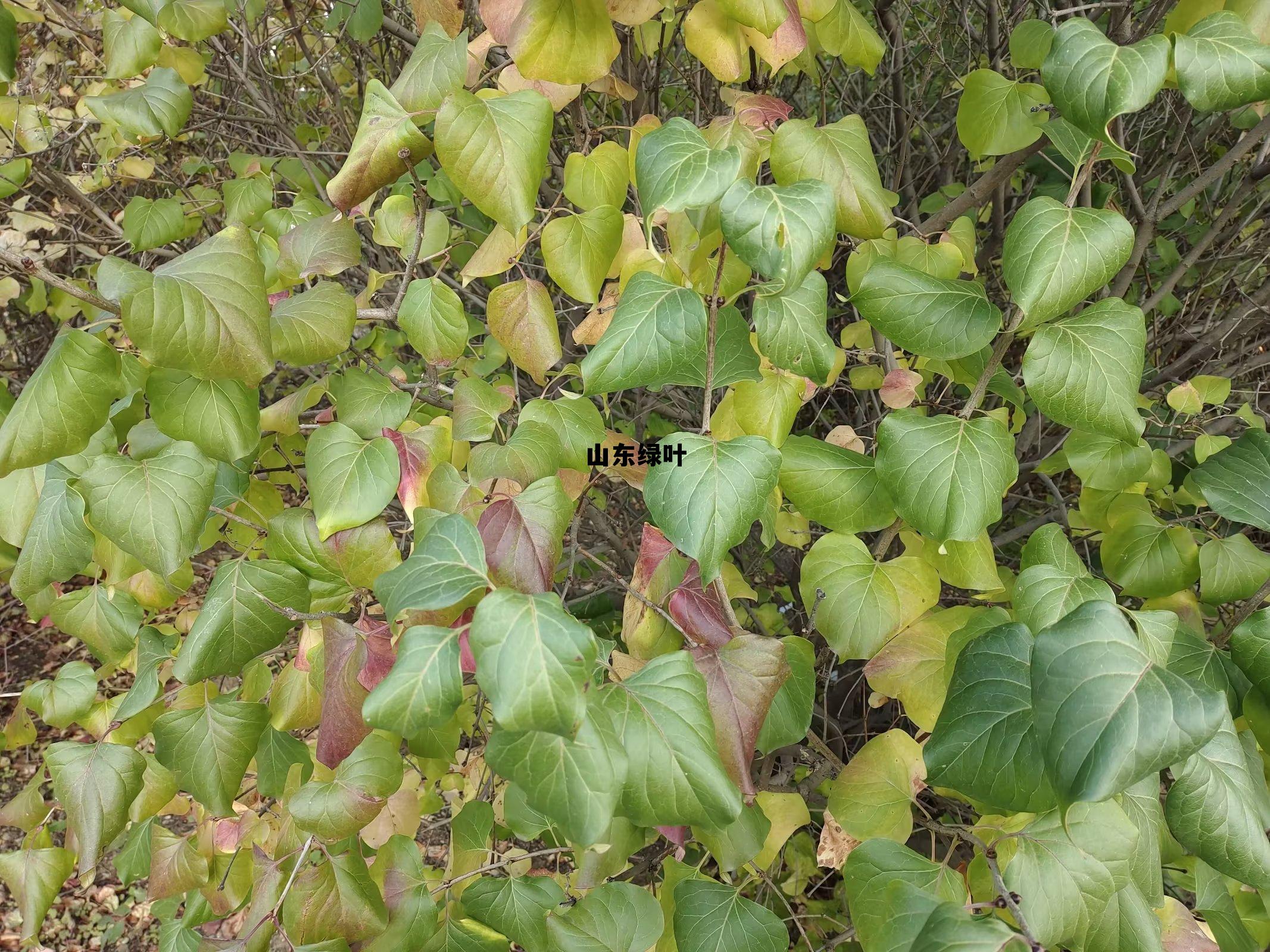 山东 绿叶,山东绿叶 山东 绿叶,山东绿叶