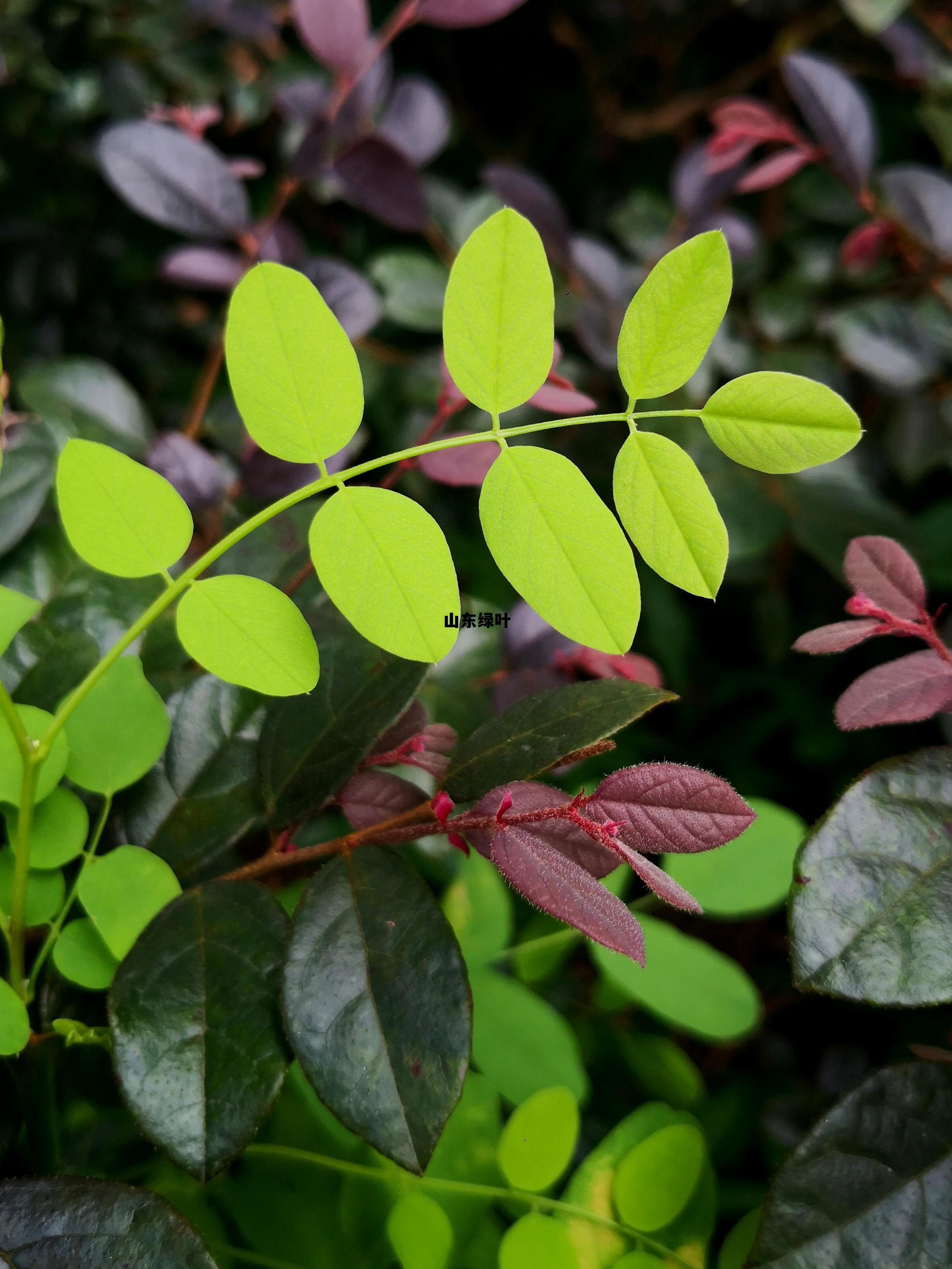 山东 绿叶,山东绿叶 山东 绿叶,山东绿叶
